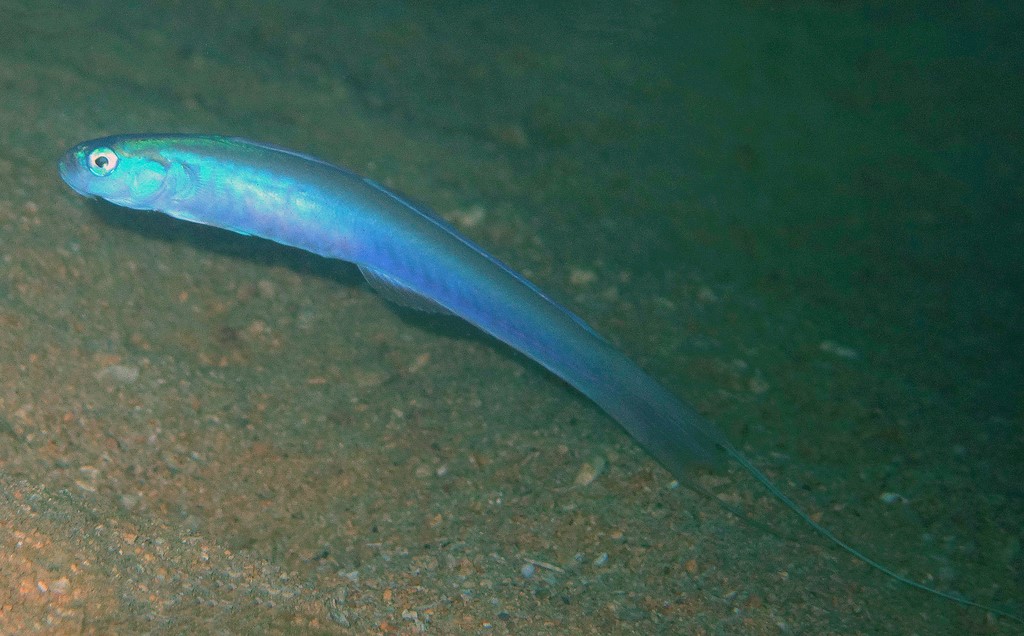 Ptereleotris hanae Poisson-fléchette à filaments Nouvelle-Calédonie Gobioidei Gobiidae Ptereleotrinae