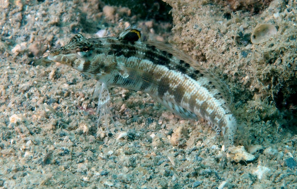 Parapercis australis Females defend territories from other females New Caledonia