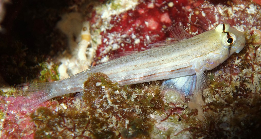 Gnatholepis cauerensis Cauer eye-bar goby New Caledonia line