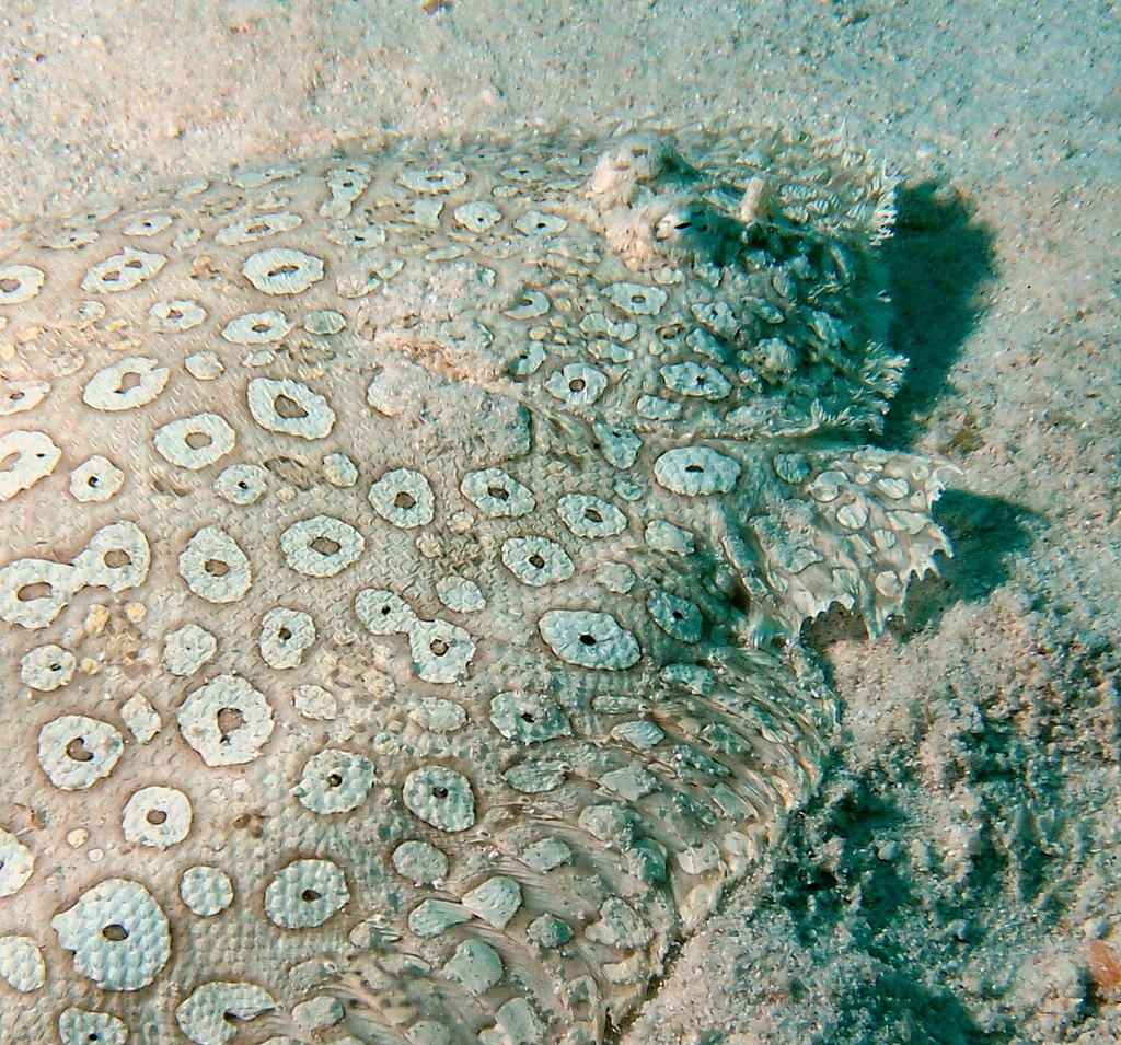 Pardachirus pavoninus Sole ocellée Poisson du lagon Calédonien Nouvelle-Calédonie plongée sous-marine