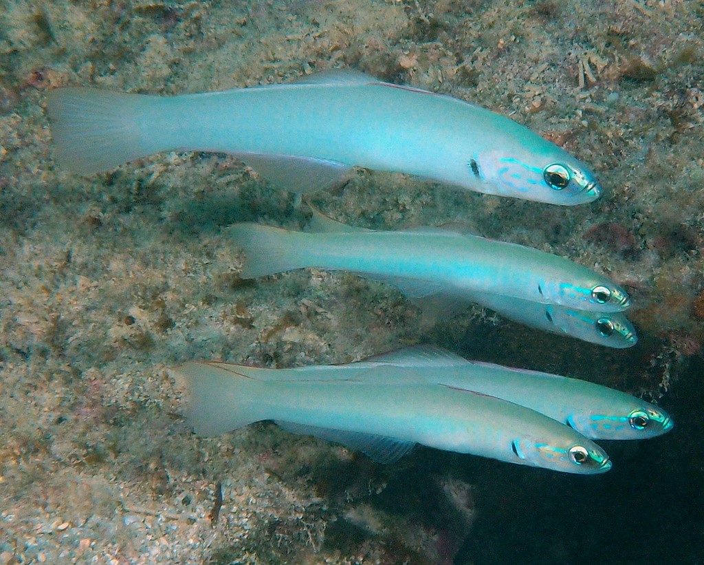 Ptereleotris microlepis Poisson-fléchette nacré Nouvelle-Calédonie