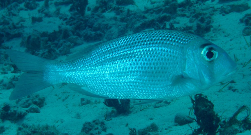 Gymnocranius superciliosus Eyebrowed large-eye bream New Caledonia fish