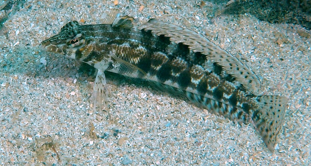 Parapercis australis capable of changing sex from female to male New Caledonia
