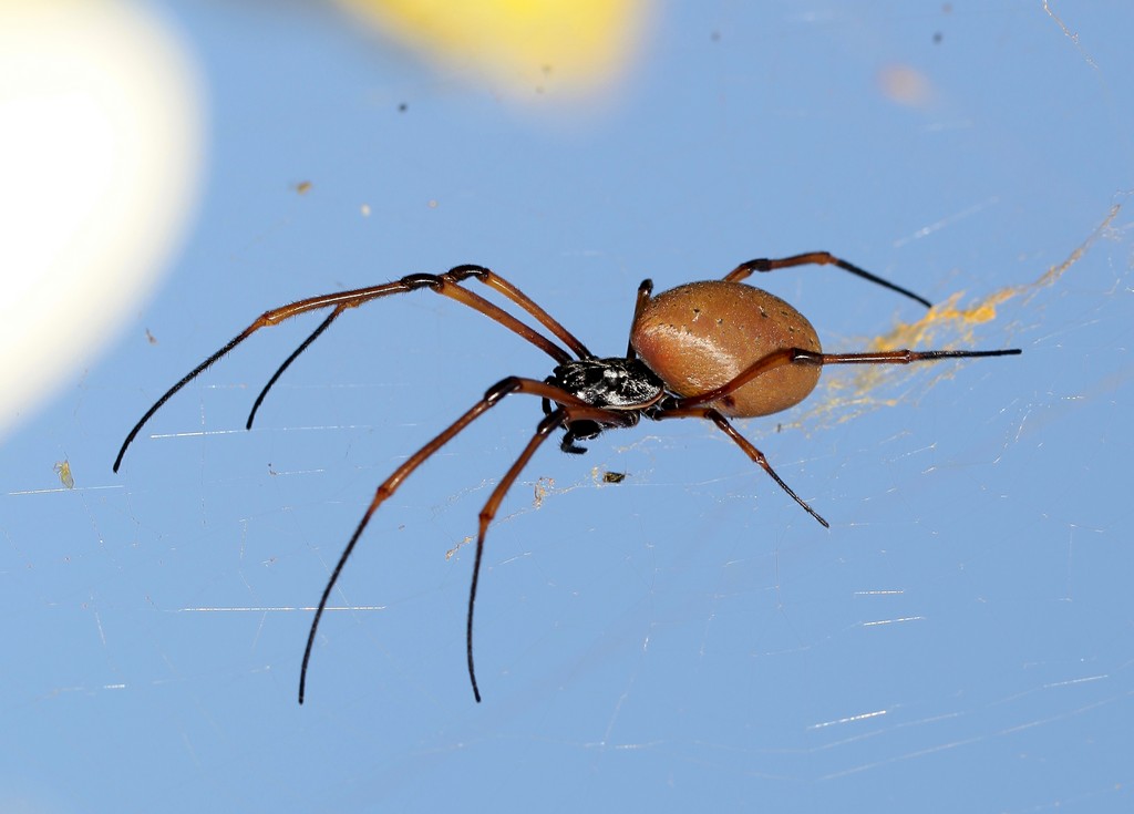 anthomologiste latreille araignée insecte morsure danger