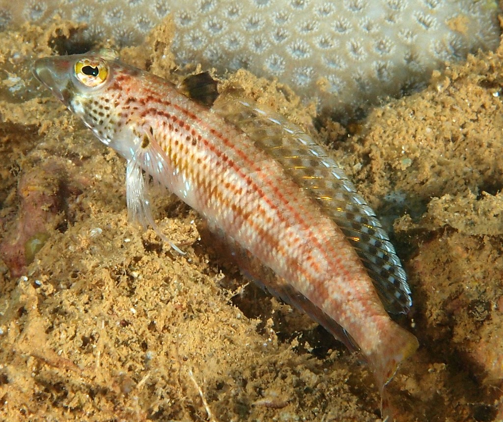 Parapercis snyderi Snyder's grubfish New Caledonia sandperch