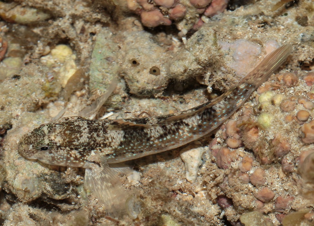 Bathygobius fuscus Dusky frillgoby New Caledonia fish species