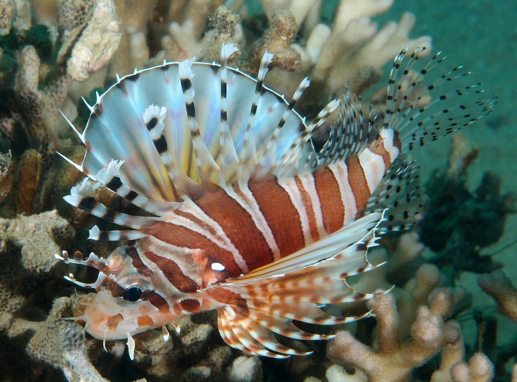 Dendrochirus zebra Poisson armée Nouvelle-Calédonie poisson du lagon corallien récifal fond sédimentaire corail faune sous-marine