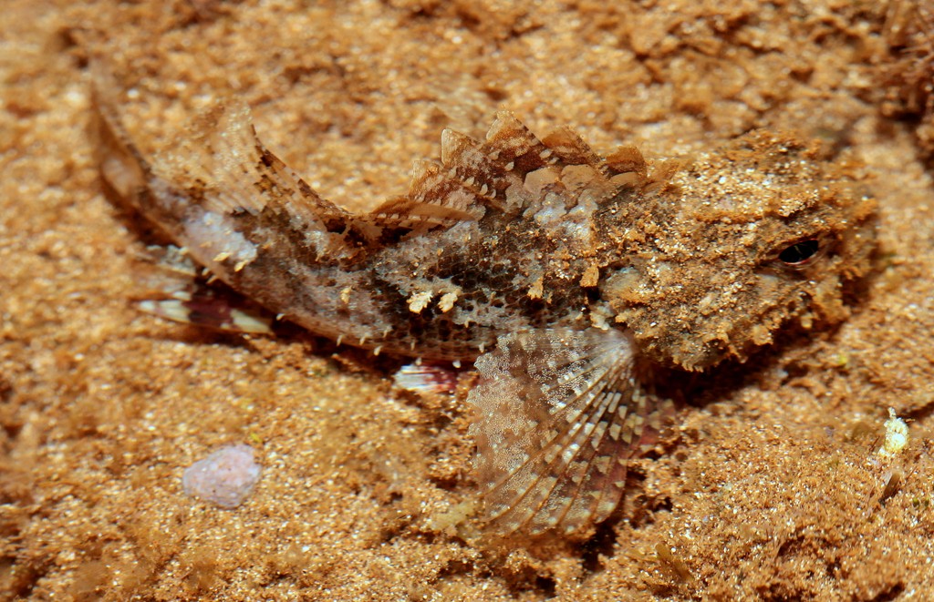 Scorpaenodes kelloggi Kellogg's scorpionfish New Caledonia scorpionfish mall dermal cirri on some of the cranial spines
