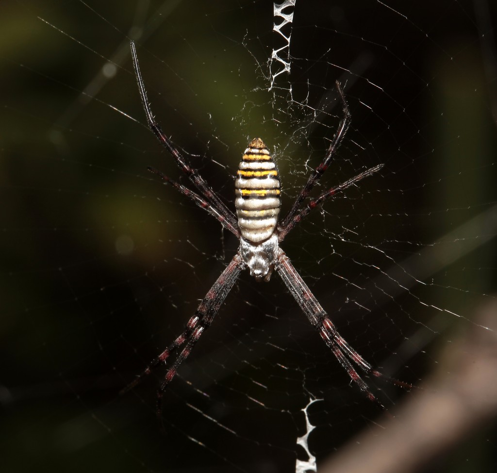 Argiope trifasciata banded garden spider spider dangerous New Caledonia