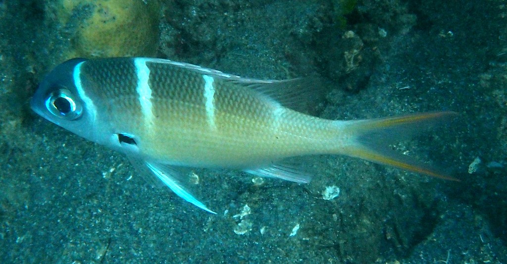 Monotaxis heterodon Brème à nageoires rouge juvénile Nouvelle-Calédonie
