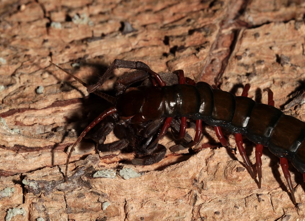 Aggressive and nervous arthropod Scolopendra subspinipes New Caledonia creepy insect deadly species