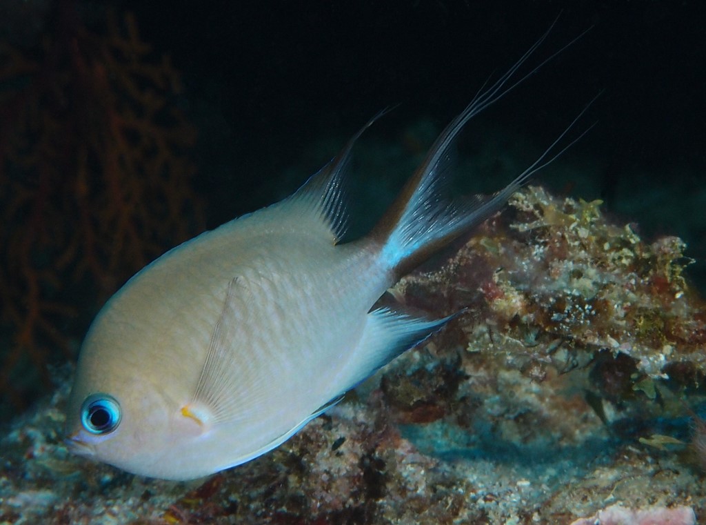 Pycnochromis amboinensis Anbon suzumedai アンボンスズメダイ ニューカレドニア