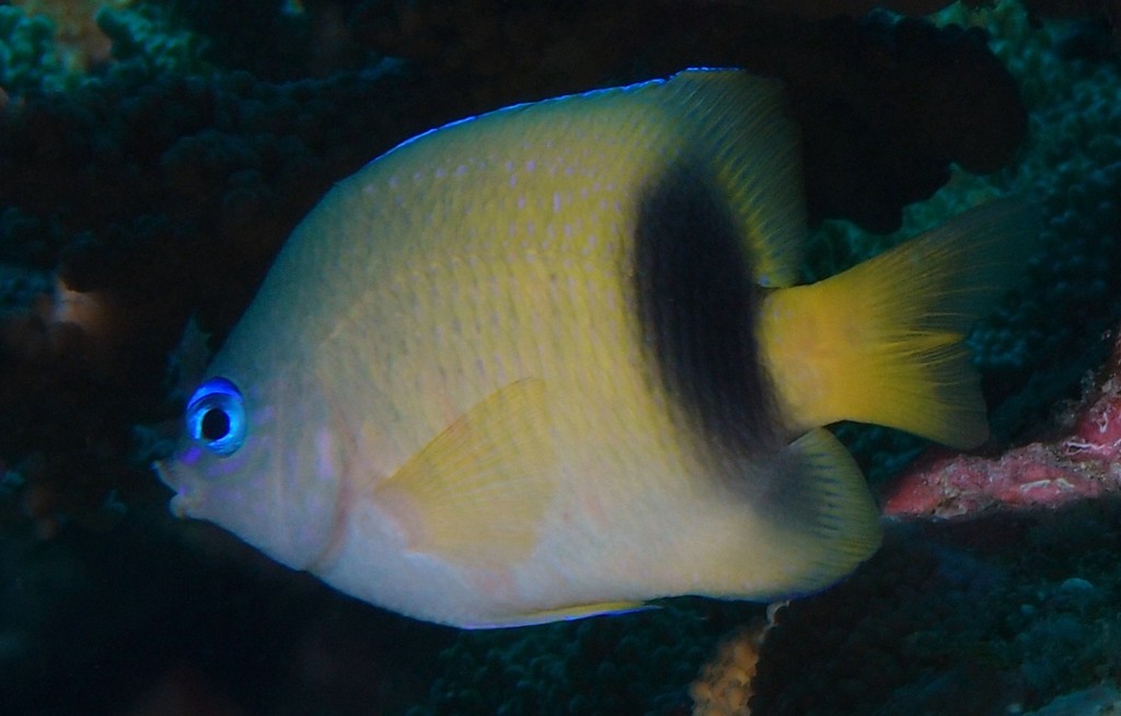 Plectroglyphidodon johnstonianus Johnston Island damsel New Caledonia rare fish aquarium trade