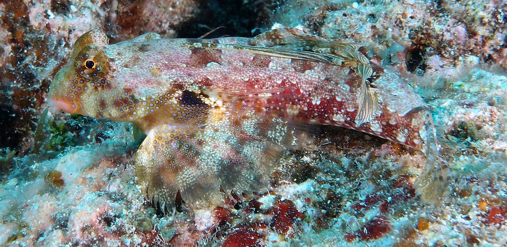 Synchiropus morrisoni Marble Morrison's Dragonet New Caledonia fish identification