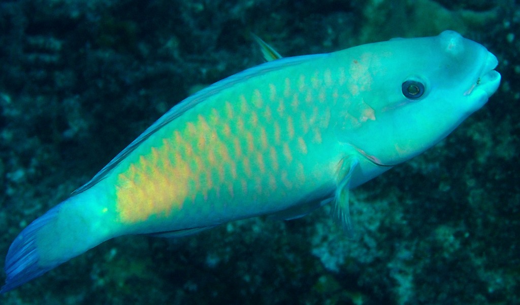 Chlorurus spilurus spectacled parrotfish New Caledonia Terminal males are green with a pink bar on each scale