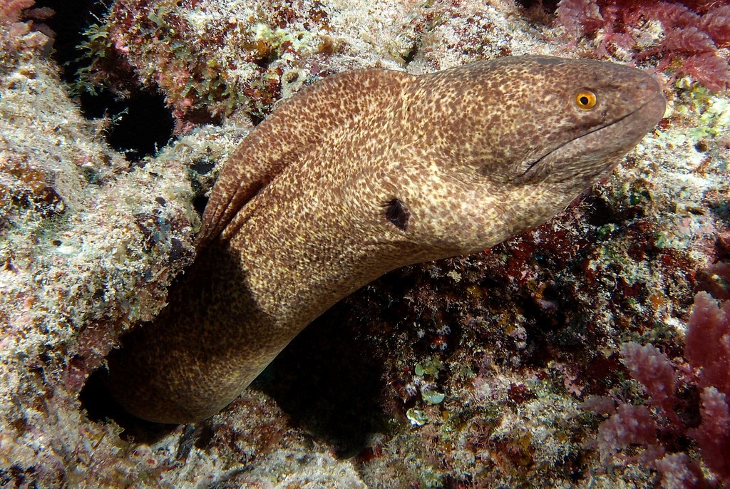 Gymnothorax flavimarginatus Yellow-edged moray Leopard eel New Caledonia