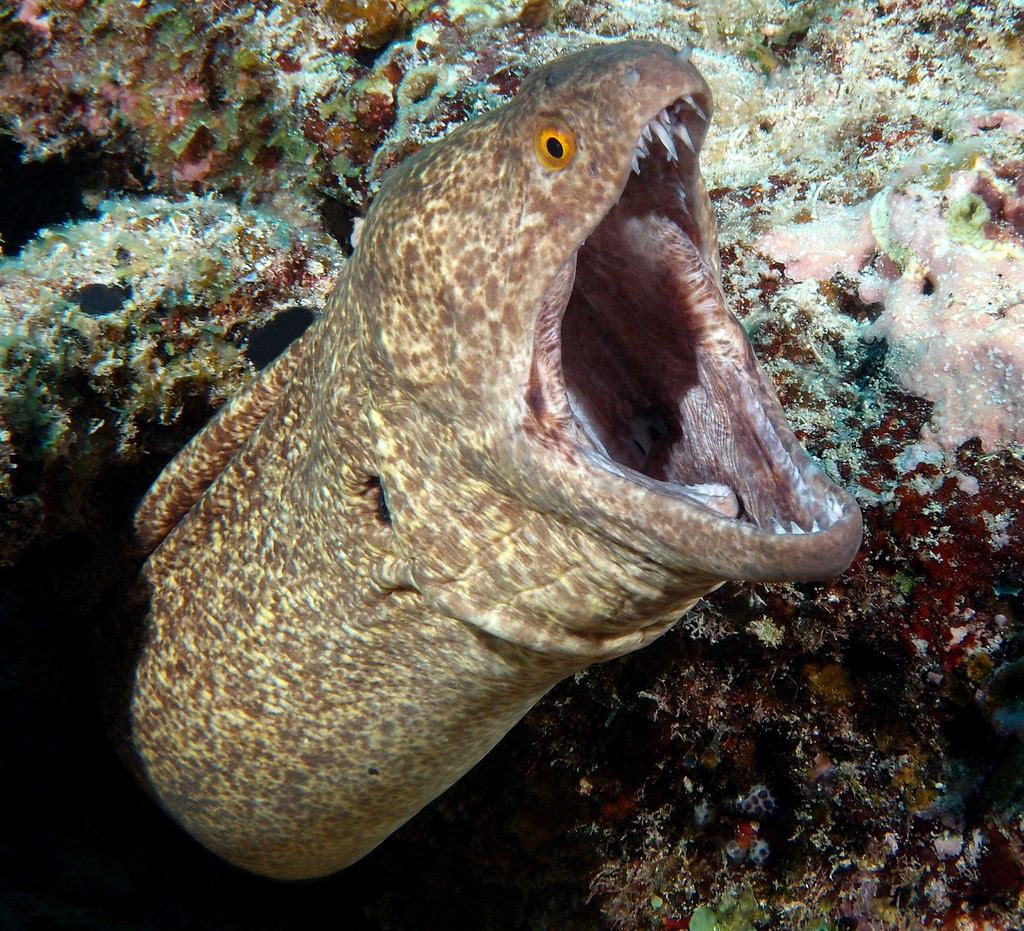 Gymnothorax flavimarginatus Reports of ciguatera poisoning dangerous moray