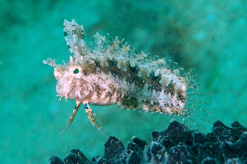 Petroscirtes mitratus High-finned blenny Miter New Caledonia diving underwater picture