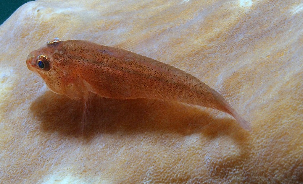 Pleurosicya mossambica Gobie nain du Mozambique Nouvelle-Calédonie petit poisson rouge avec bande blanche