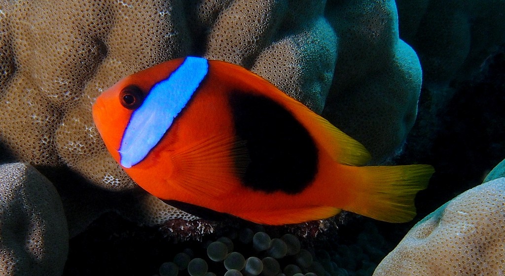 Amphiprion melanopus Fire clownfish New Caledonia lagoon reef aquarium