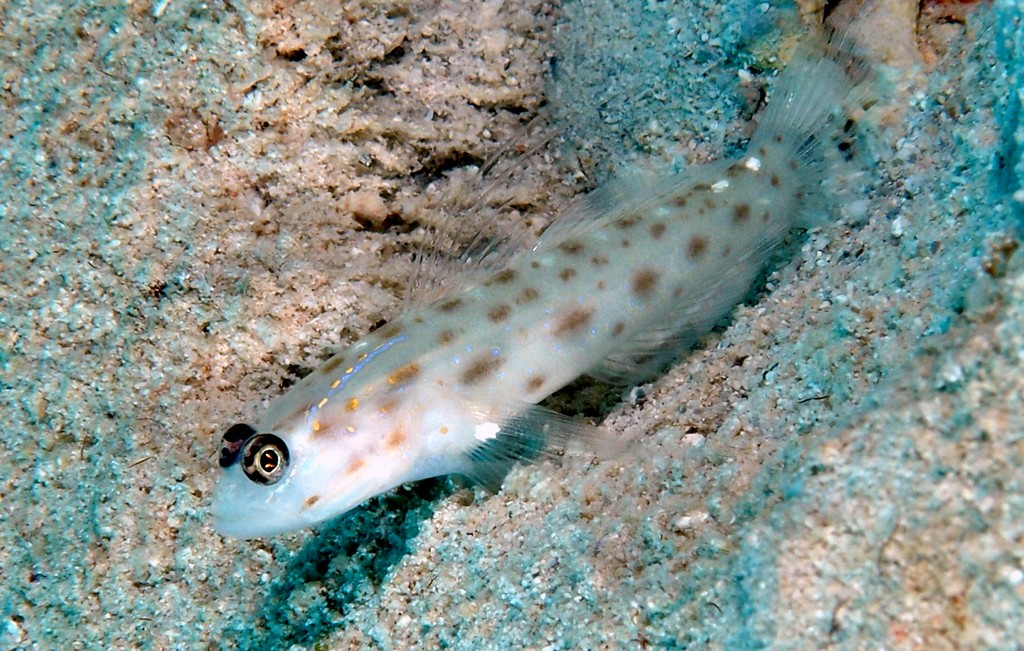 Ctenogobiops mitodes Thread shrimpgoby New Caledonia sandy and rubble bottoms