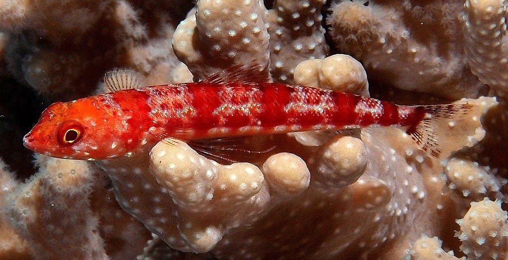 Synodus rubromarmoratus poisson lézard marbré de rouge Nouvelle-Calédonie identification Synodontinae