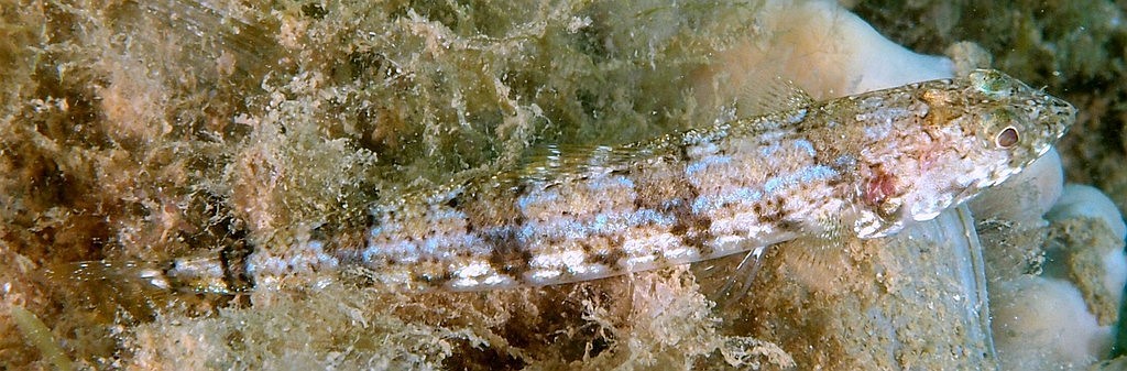 Synodus dermatogenys Grey-streak lizardfish New Caledonia Synodontidae family