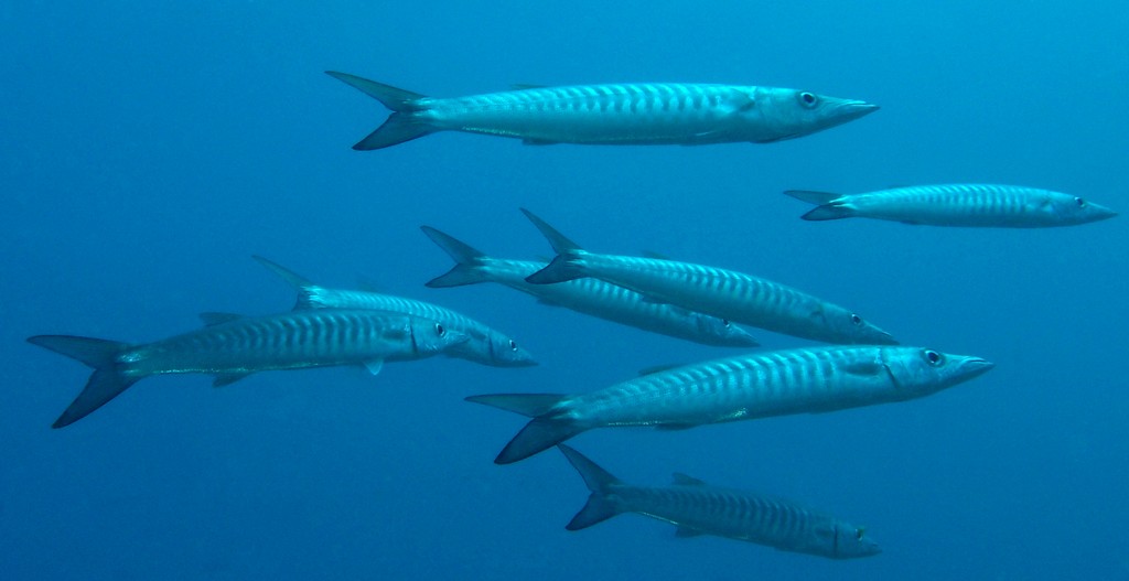 Sphyraena putnamae Barracuda à dents de scie Nouvelle-Calédonie corps allongé argenté