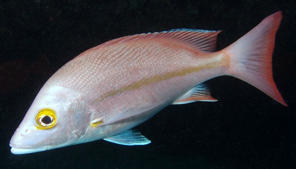 Lutjanus adetii Vivaneau de nuit Nouvelle-Calédonie poisson lagon
