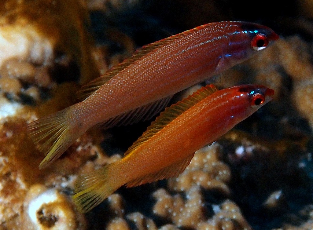 Pseudocoris yamashiroi Japanese wrasse New Caledonia female fish