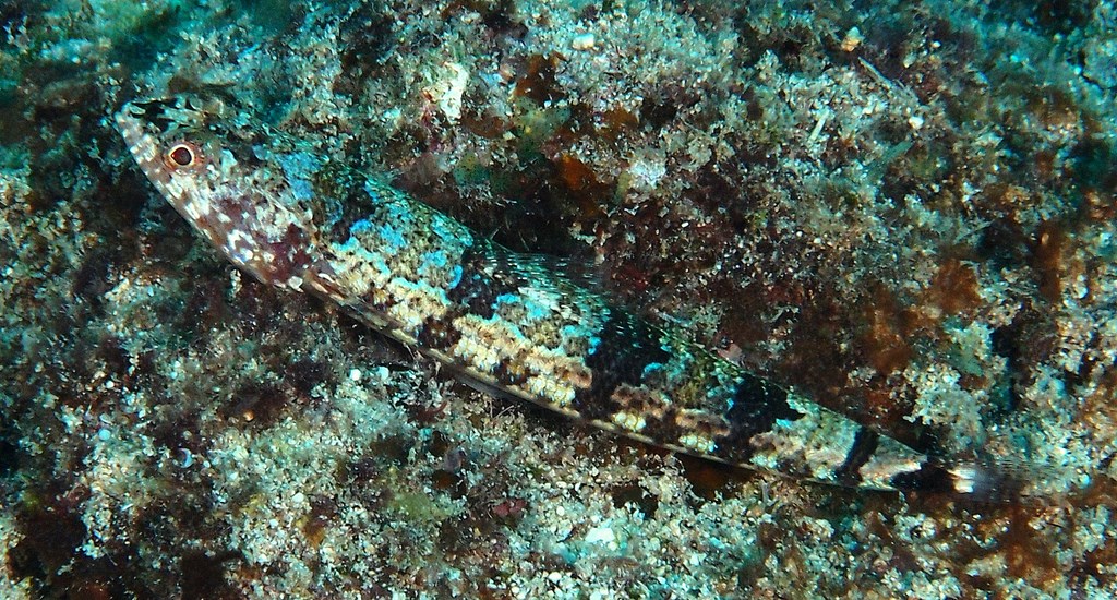 Synodus jaculum Tail-blotch lizardfish New Caledonia Prominent black blotch on its caudal peduncle
