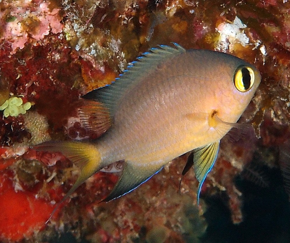 Pycnochromis atripes poisson Chromis à nageoires foncées Nouvelle-Calédonie