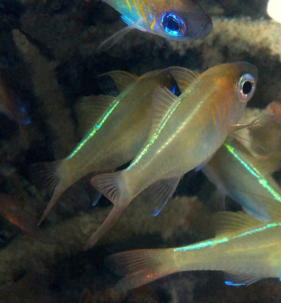 Zoramia leptacantha Threadfin cardinalfish New Caledonia Semi-transparent to whitish in color with blue spots and incomplete
