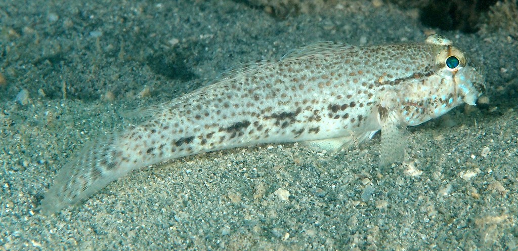 Gnatholepis anjerensis Eye-bar goby New Caledonia Gobiidae distinct flap present at end of lower lip