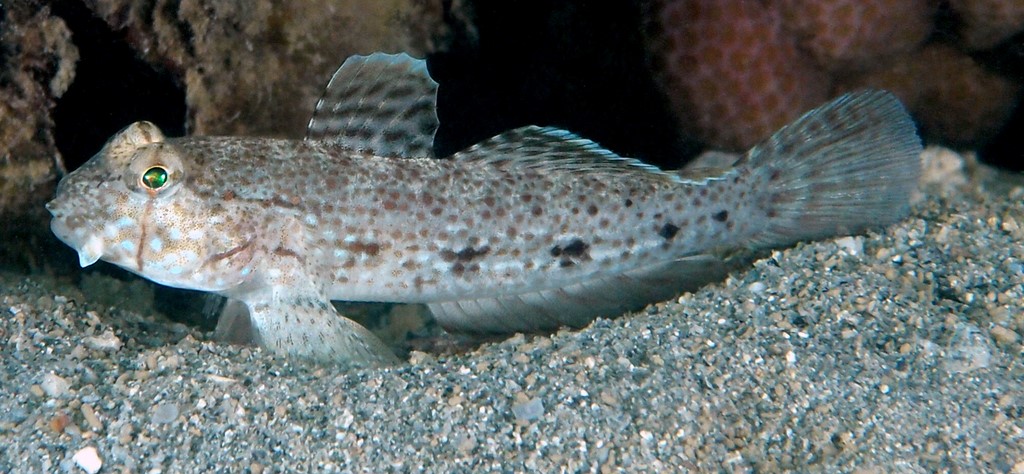 Gnatholepis anjerensis Gobie à oeil barré Nouvelle-Calédonie robe de couleurs fades