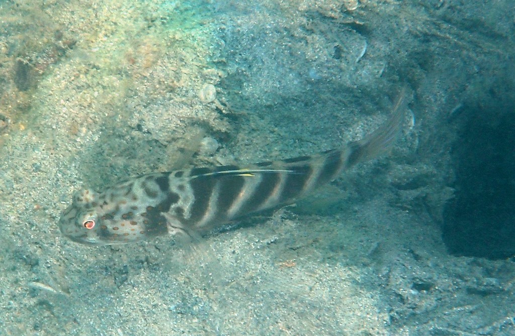 Mahidolia mystacina Flagfin prawn goby New Caledonia