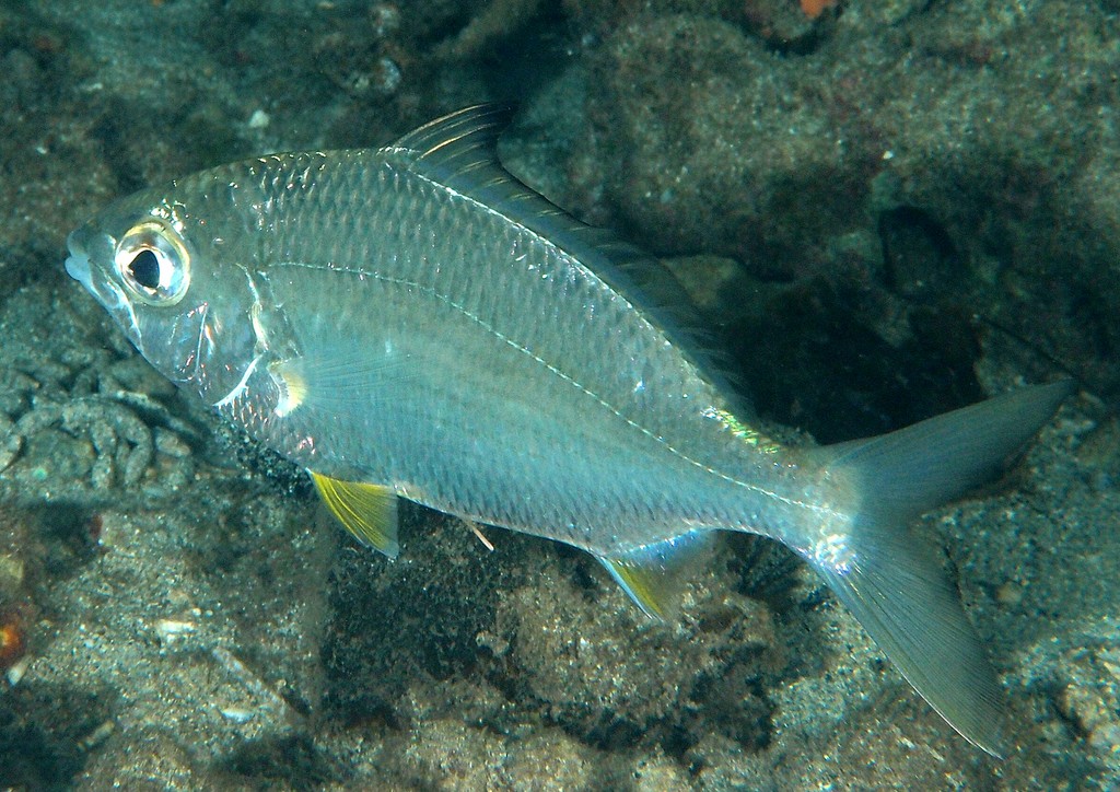 Gerres oyena Common silver-biddy New Caledonia mangrove fish