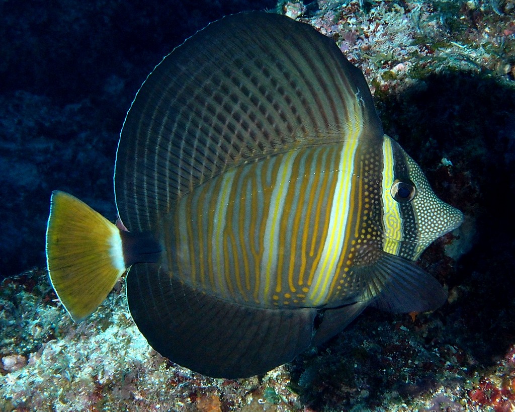Zebrasoma velifer Pacific sail-fin surgeonfish New Caledonia