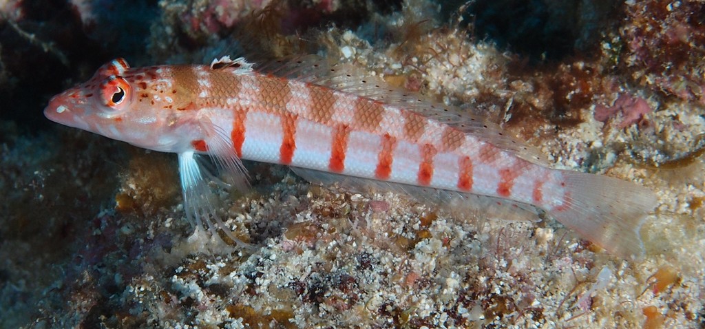 Parapercis multiplicata Red-banded Grubfish New Caledonia Lower two-thirds of body whitish with 8 narrow red bars