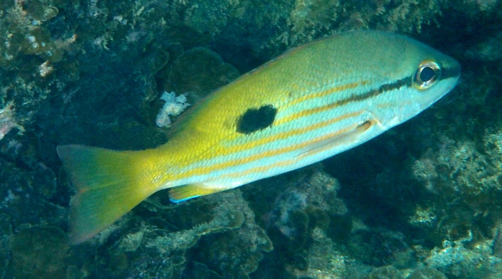 Lutjanus fulviflamma Black-spot sea perch New Caledonia Color of body on back and upper sides brown