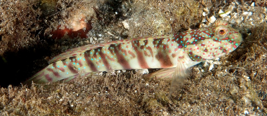 Cryptocentrus leptocephalus blue-spotted shrimp goby New Caledonia pale brownish green body color grading to whitish ventrally
