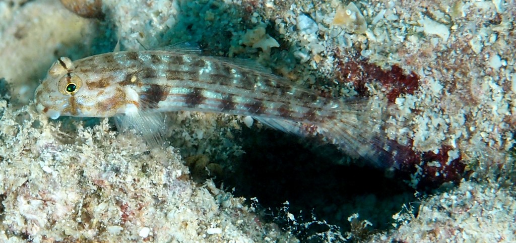 Gnatholepis cauerensis gobie à oeil rayé Nouvelle-Calédonie  couleur grise à verdâtre, avec des barres verticales plus foncées