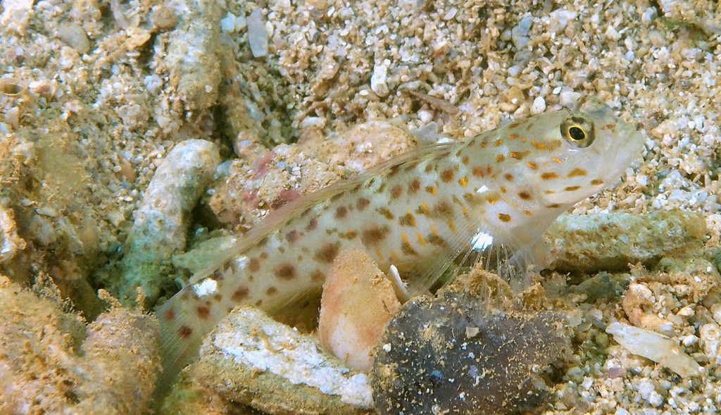 Ctenogobiops aurocingulus Gold-streaked prawn-goby New Caledonia Inhabits coastal sand slopes