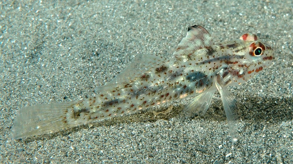 Fusigobius signipinnis Signalfin goby New Caledonia first dorsal fin with black tip and large brown blotch below