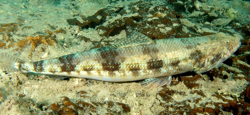 Synodus variegatus Variegated lizardfish New Caledonia long cylindrical body short-based first dorsal fin