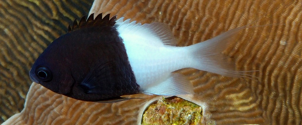 Pycnochromis iomelas Chromis Divisé Demoiselle chromis deux couleurs Nouvelle-Calédonie poisson du récif