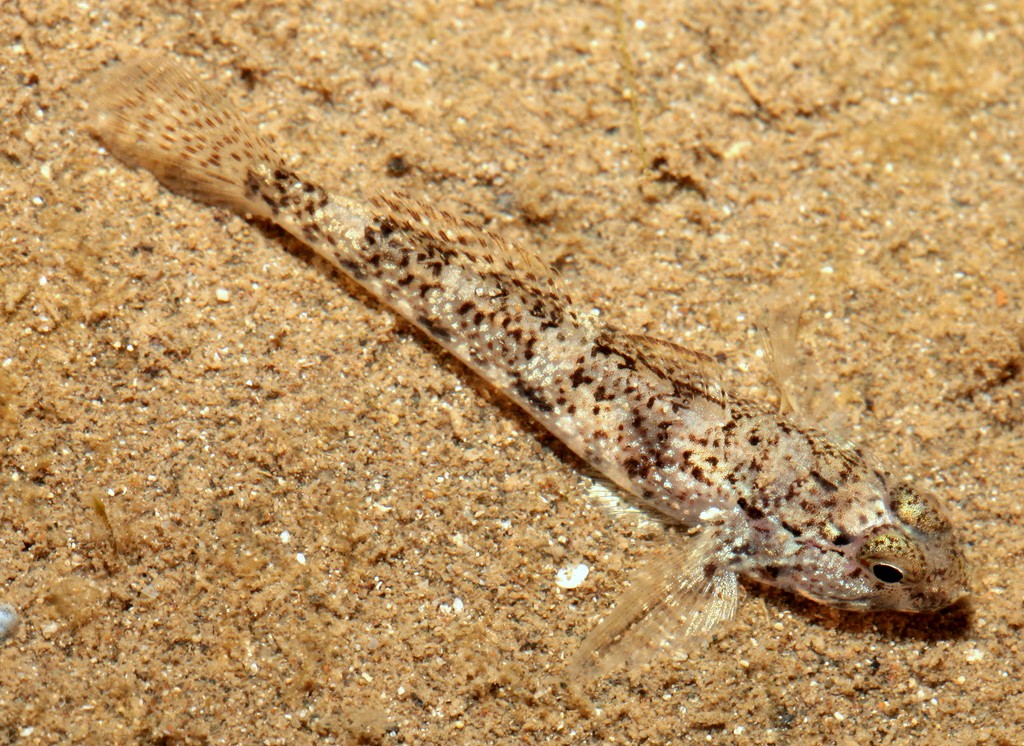 Favonigobius reichei Indo-Pacific tropical sand goby New Caledonia Body with small spots