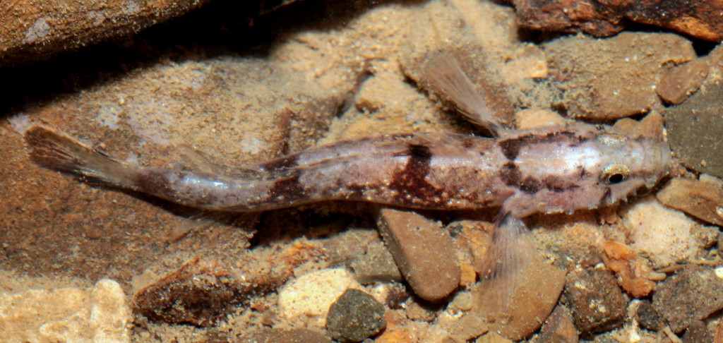 Callogobius hasseltii Hasselt's flap-headed goby New Caledonia upper edge of caudal fin with intense black spot