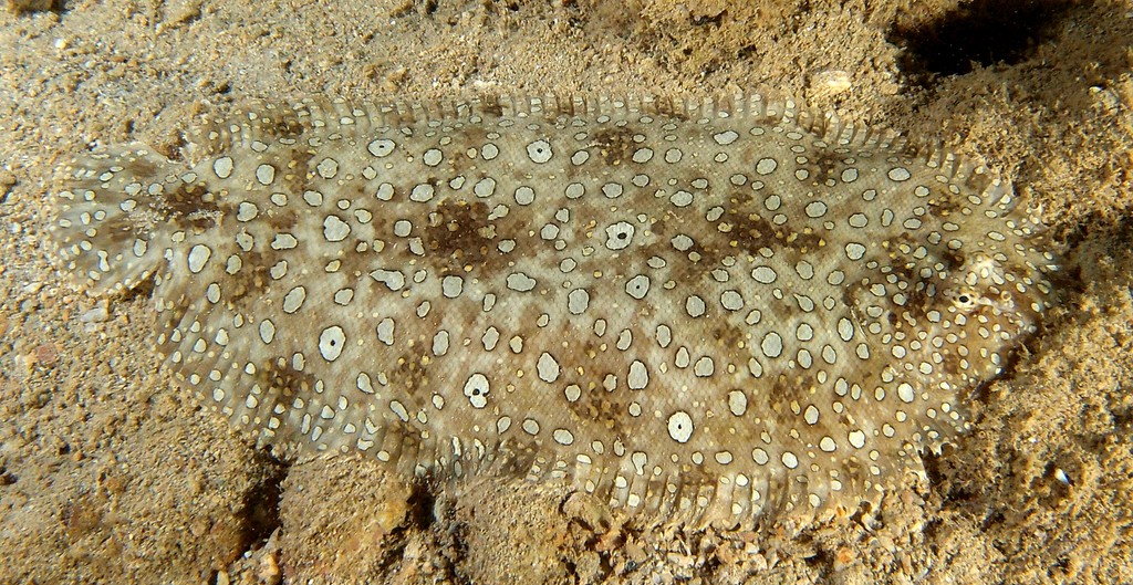 Pardachirus pavoninus Ocellated sole description fish aquarium