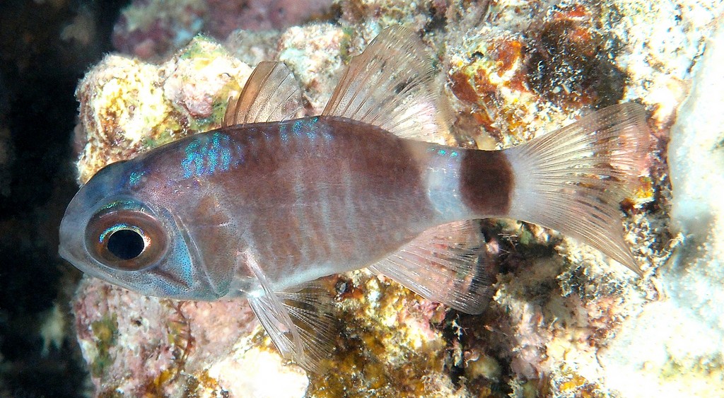 Nectamia fusca Ghost cardinalfish New Caledonia reef flats and shallow lagoons